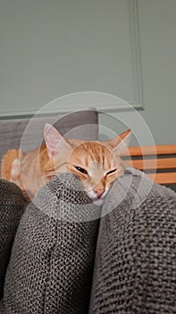 The ginger Cat is lying onthe pillows and basking