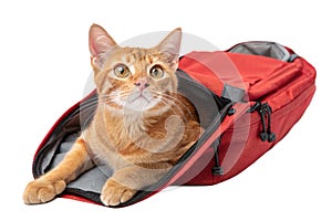 a ginger cat lying in a red backpack looking directly in front isolated on white background - generated by ai