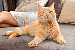 A ginger cat is lying on the sofa near the girl scrolling the tape on the phone in the background. Woman after a bath in a warm