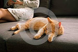 A ginger cat is lying on the sofa near the girl scrolling the tape on the phone in the background. Woman after a bath in a warm