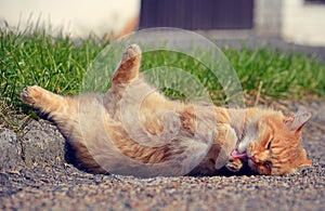 Ginger cat lying on the street