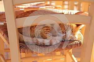 A ginger cat lying on wooden chair outdoor in the early morning. Pet enjoying the sun. Red kitten sleeping