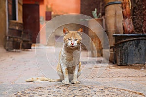 Ginger cat in Marrakesh, Morocco