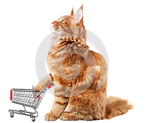 Ginger Cat with a Miniature Shopping Cart