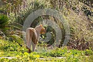 Ginger cat out in the nature on a sunny day.