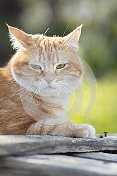 Ginger cat outdoors, impudent muzzle, fat pet in nature