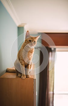 Ginger cat over a living room cabinet
