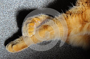 Ginger cat paws crossed legs