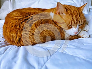 Ginger Cat Peacefully Sleeping On White Bedding