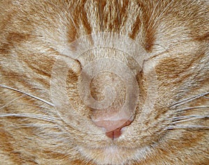 ginger cat with a pink nose