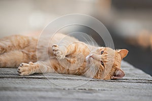 Ginger Cat playful on wood deck