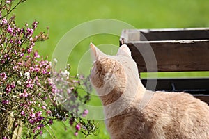 Ginger cat playin in garden