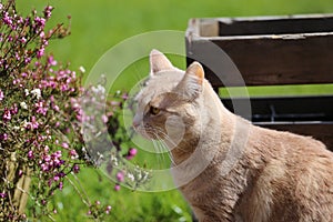Ginger cat playin in garden