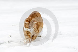 Ginger cat playing on the snow.