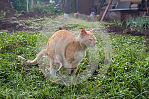 ginger cat pooping on green grass