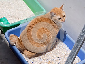 Ginger Cat Pooping / Urinate at Litter photo