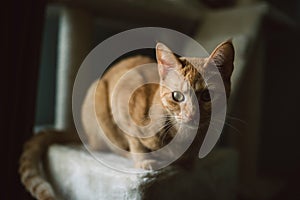 Ginger cat portrait