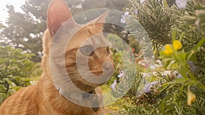 Ginger cat portrait against the colorful garden on spring.