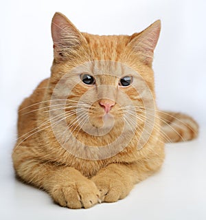 Ginger cat