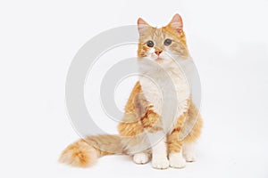 Ginger cat posing on white background