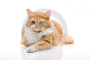 Ginger cat posing on a white background