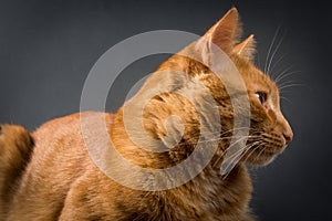 Ginger cat with profile picture on black background