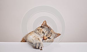 A ginger cat reaches for dry food on the kitchen table with its paw.