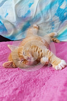 Ginger cat relax after play. the kitten is lying on its back on pink cover. kitty is sleeping