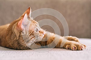 Ginger cat relaxing on couch in living room lying in funny pose on blanket. Pet enjoying sun at home