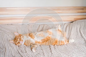 Ginger cat relaxing on couch in living room lying in funny pose on blanket. Pet enjoying sun at home