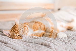 Ginger cat relaxing on couch in living room lying in funny pose on blanket. Pet enjoying sun at home