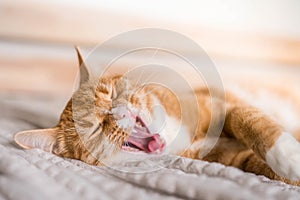 Ginger cat relaxing on couch in living room lying in funny pose on blanket. Pet enjoying sun at home