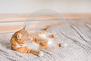 Ginger cat relaxing on couch in living room lying in funny pose on blanket. Pet enjoying sun at home