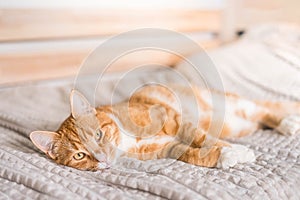 Ginger cat relaxing on couch in living room lying in funny pose on blanket. Pet enjoying sun at home