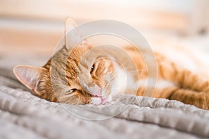 Ginger cat relaxing on couch in living room lying in funny pose on blanket. Pet enjoying sun at home