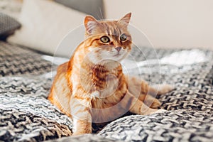 Ginger cat relaxing on couch in living room lying in funny pose on blanket. Pet enjoying sun at home