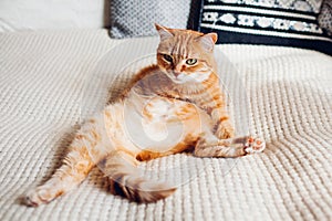 Ginger cat relaxing on couch in living room lying in funny pose on blanket. Pet enjoying sun at home