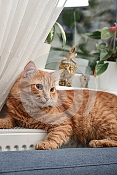Ginger cat relaxing on the warm radiator