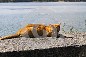 Ginger cat on a riverbank