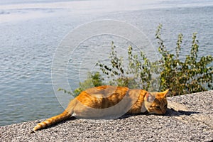 Ginger cat on a riverbank