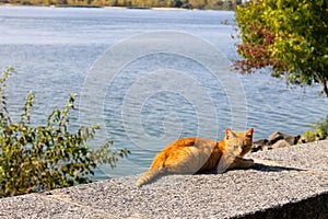 Ginger cat on a riverbank