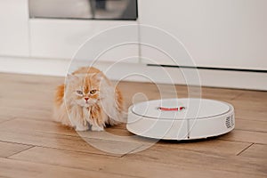 ginger cat with robot vacuum cleaner, smart home system