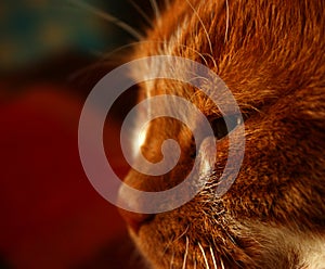 Ginger cat`s sideways face with a half-closed eyes. White whiskers. Close up. Red nose. Felis catus. Felidae family