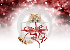 Ginger cat showing gift package with red ribbon bow, isolated on