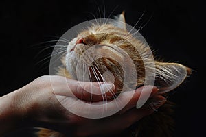 A ginger cat shows contentment while a human hand gently cradles its face, whiskers standing out.