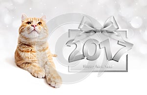 Ginger cat and silver happy new year 2017 text with ribbon bow