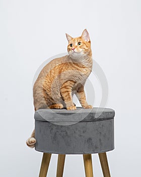 Ginger cat sits on a gray chair looking to the side. Portrait of a funny cat in the studio. Animal on a white background