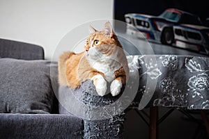 a ginger cat sits on the handle of a gray matting sofa, spoiled by claws. raising pets