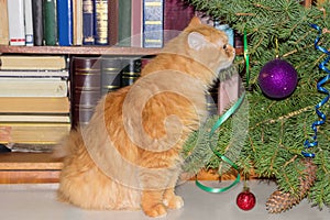 Ginger cat sits and looks at the decorated Christmas tree