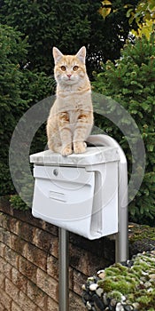 Ginger cat sits on mailbox against stone fence and conifers on cloudy autumn day. Waiting for delivery of correspondence